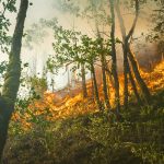 Wildfire