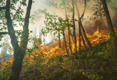 Wildfire